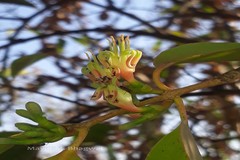 Macrosolen capitellatus